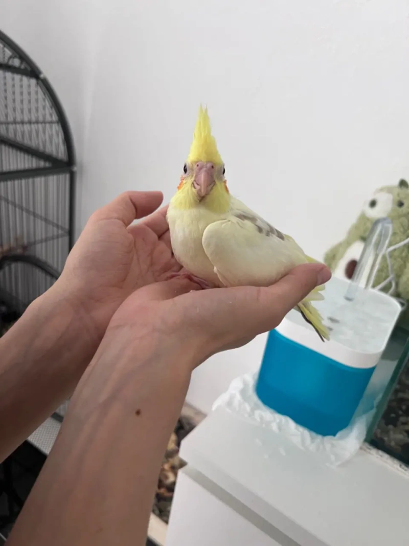 Пташенята Корели (Cockatiel chicks) — фото 2