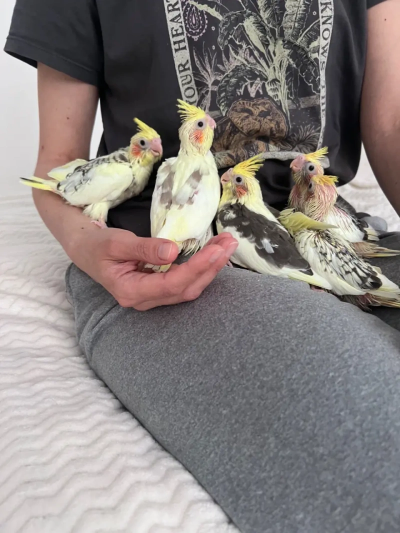 Пташенята Корели (Cockatiel chicks) — фото 3