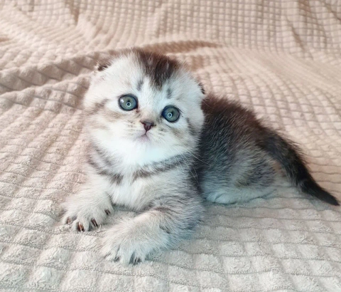 Котёнок Скоттиш фолд черный серебристый тикинг