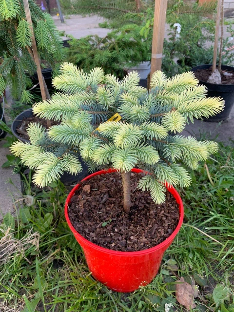 Ель "Белобок" (Picea abies 'Białobok')
