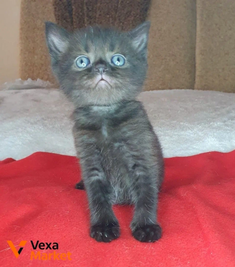 Котёнок Скоттиш страйт черный солид