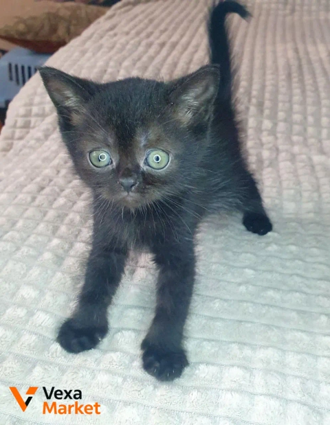 Котёнок Скоттиш страйт черный солид