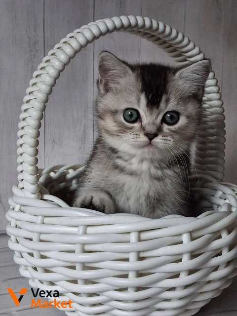Кошеня Скоттиш страйт чорний сріблястий тікований