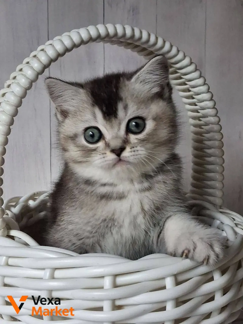 Кошеня Скоттиш страйт чорний сріблястий тікований — фото 3