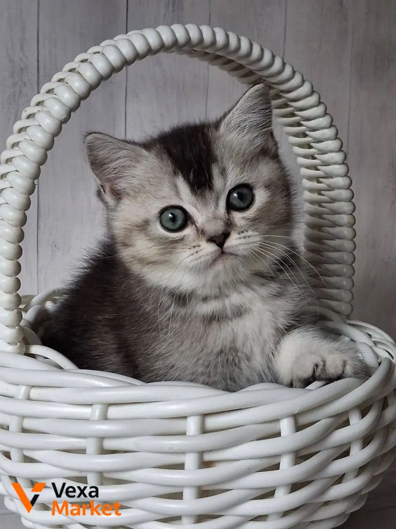 Кошеня Скоттиш страйт чорний сріблястий тікований — фото 4