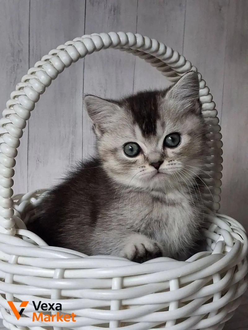 Кошеня Скоттиш страйт чорний сріблястий тікований — фото 5