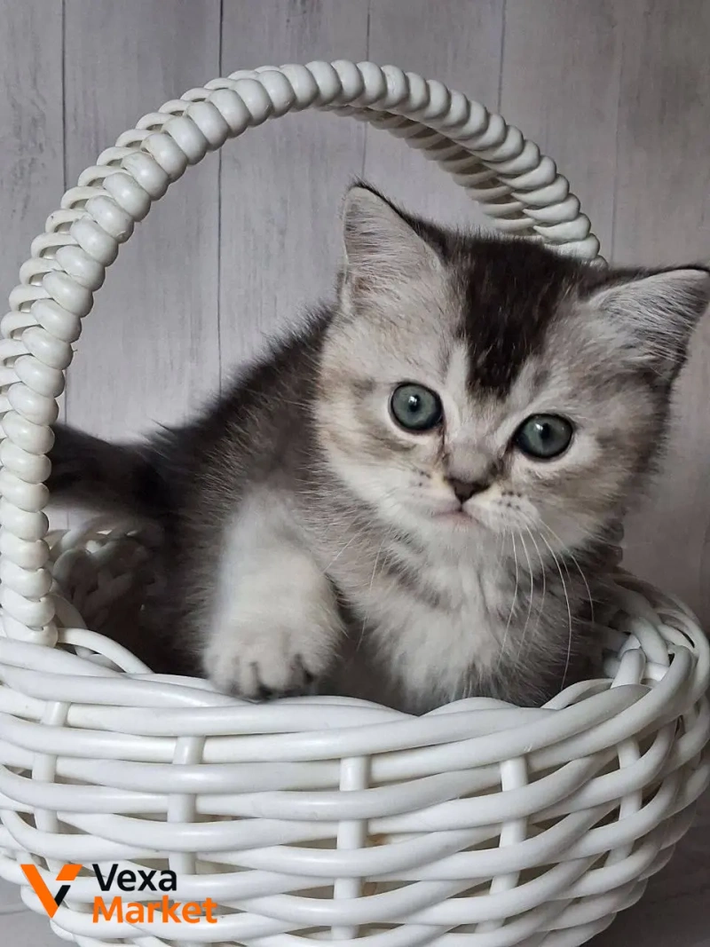 Кошеня Скоттиш страйт чорний сріблястий тікований — фото 6