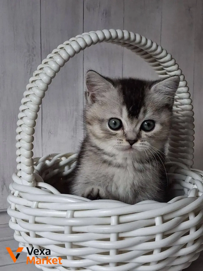 Кошеня Скоттиш страйт чорний сріблястий тікований — фото 7
