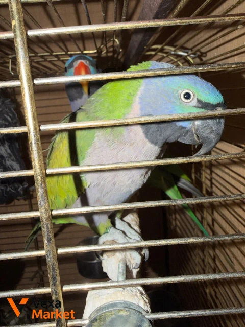 Китайський кільчастий папуга, самка, 8 років
