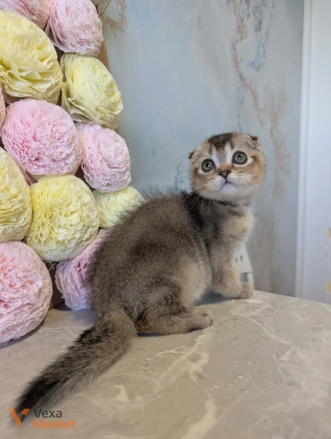 Кошеня Скоттиш фолд чорний тікінг