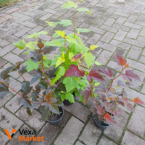 Саджанці пухироплідника калинолистого (Physocarpus opulifolius) трьох сортів