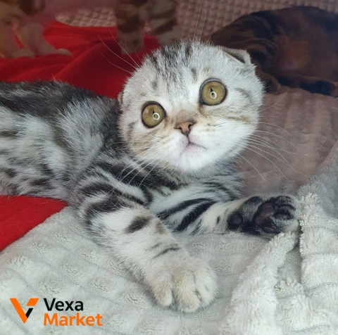 Кошеня Скоттиш фолд чорний сріблястий мармур
