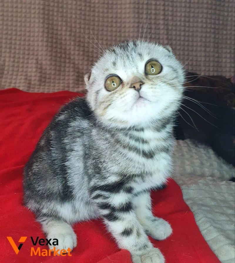 Кошеня Скоттиш фолд чорний сріблястий мармур — фото 3