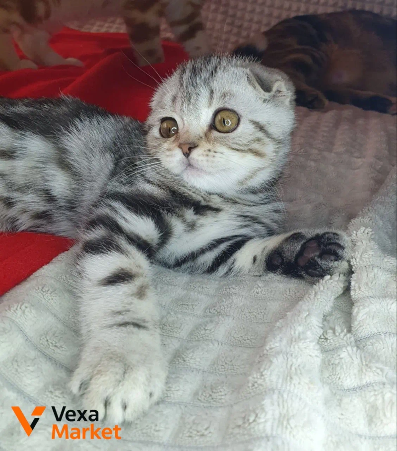 Кошеня Скоттиш фолд чорний сріблястий мармур — фото 5