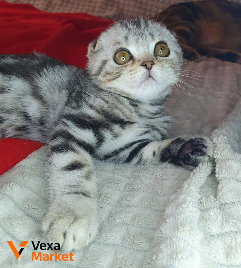 Кошеня Скоттиш фолд чорний сріблястий мармур — фото 7