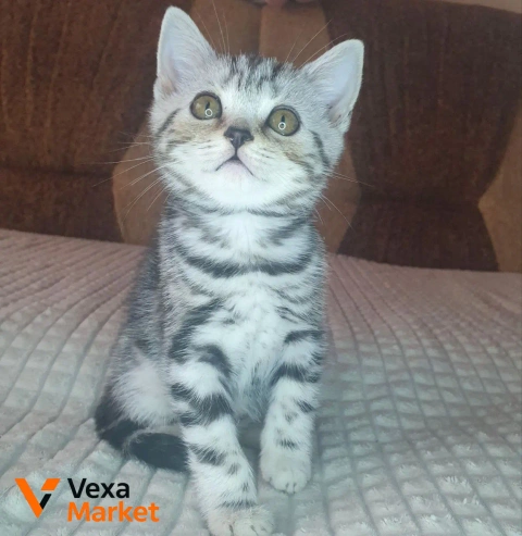 Кошеня Скоттиш страйт чорний сріблястий мармур