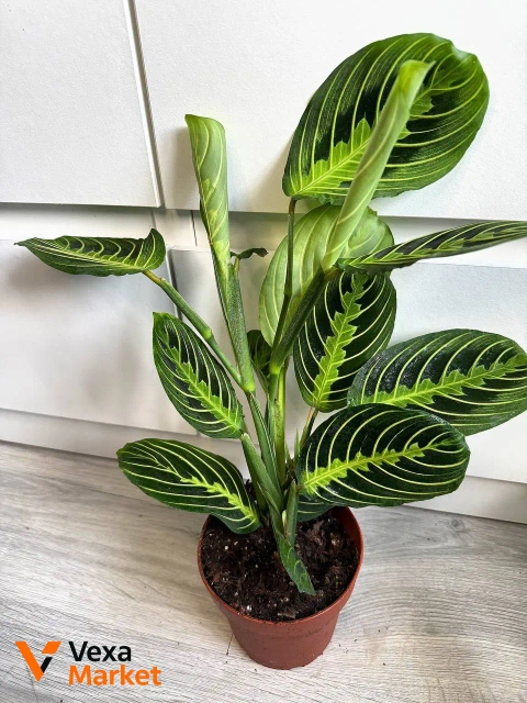 Maranta Lemon Lime - кімнатна рослина в горщику 12 см
