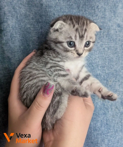 Шотландский котенок