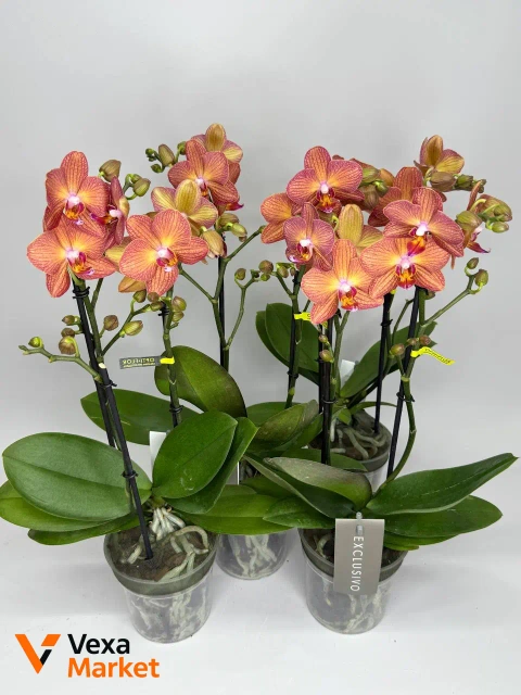 Орхідея Мультифлора руда Opti Flor