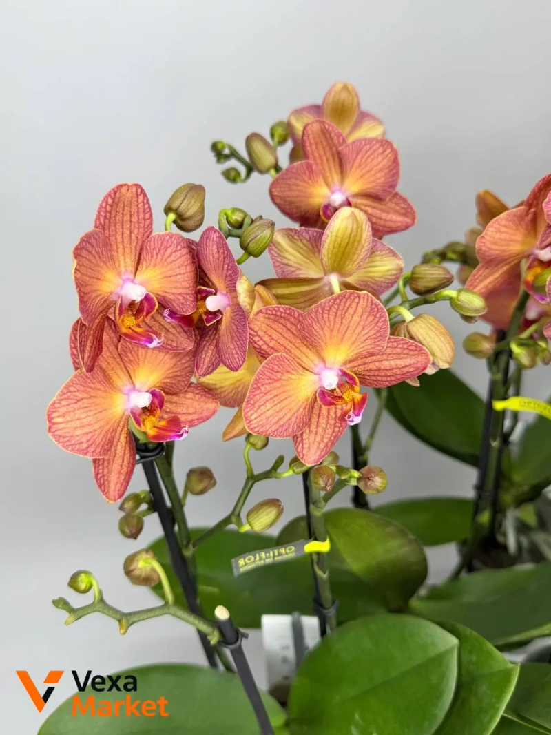 Орхідея Мультифлора руда Opti Flor — фото 2
