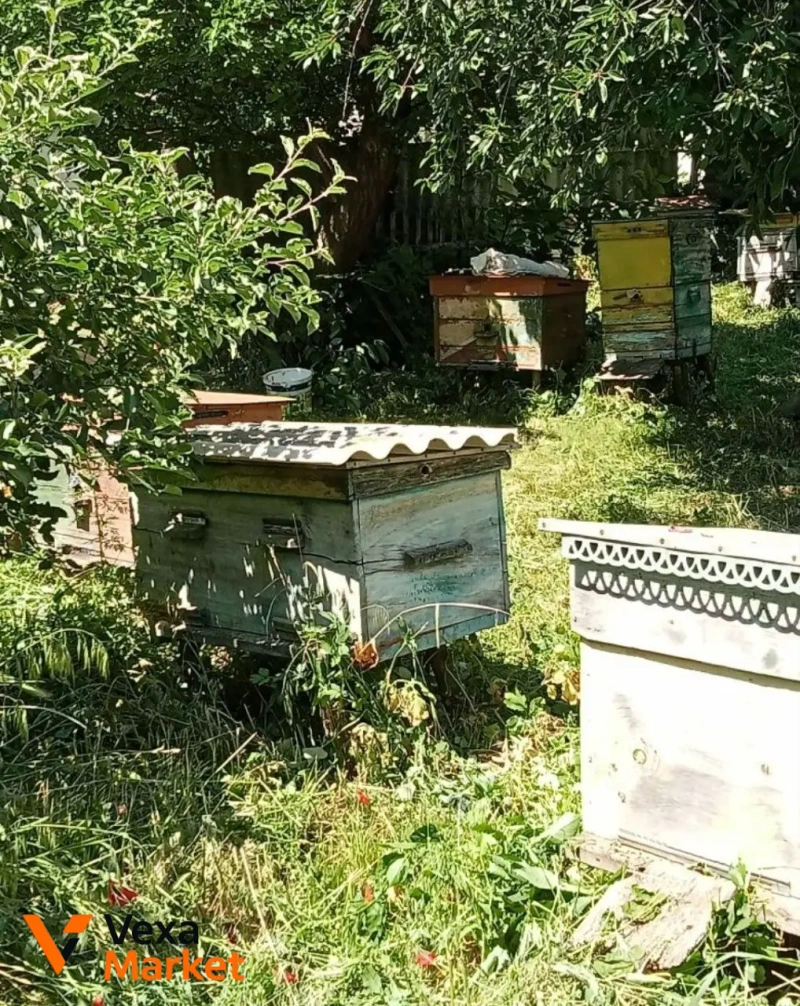 Продаж будинку та пасіки в с. Куцівка, Черкаська область — фото 4