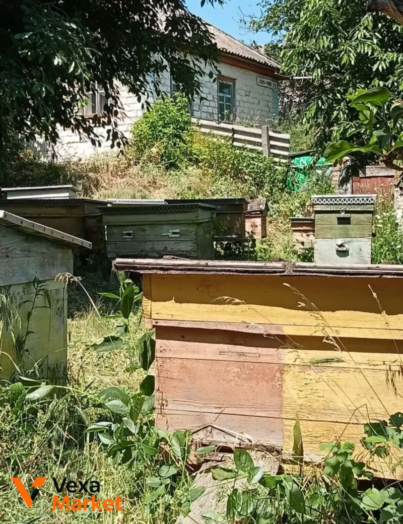 Продаж будинку та пасіки в с. Куцівка, Черкаська область — фото 6