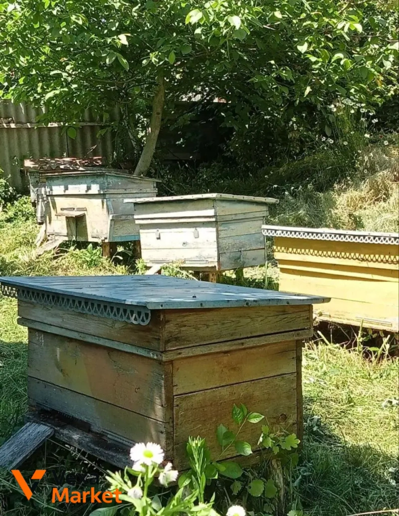 Продаж будинку та пасіки в с. Куцівка, Черкаська область — фото 7
