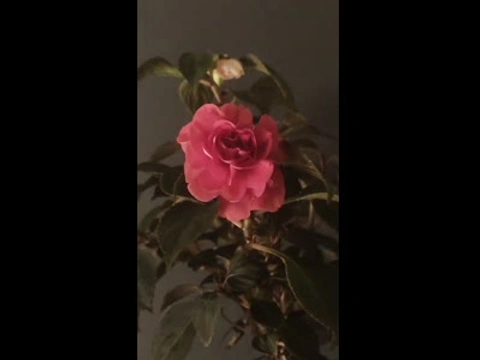 Бальзамин Pink Energy