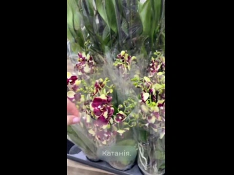 Орхідея сорту Катанія