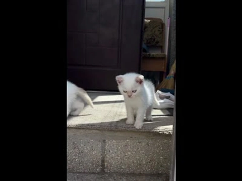 Британский котенок, белый окрас, голубые глаза