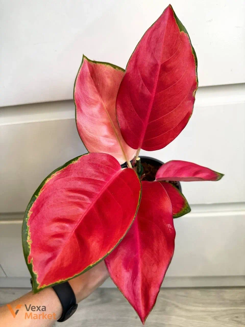 Aglaonema China Red