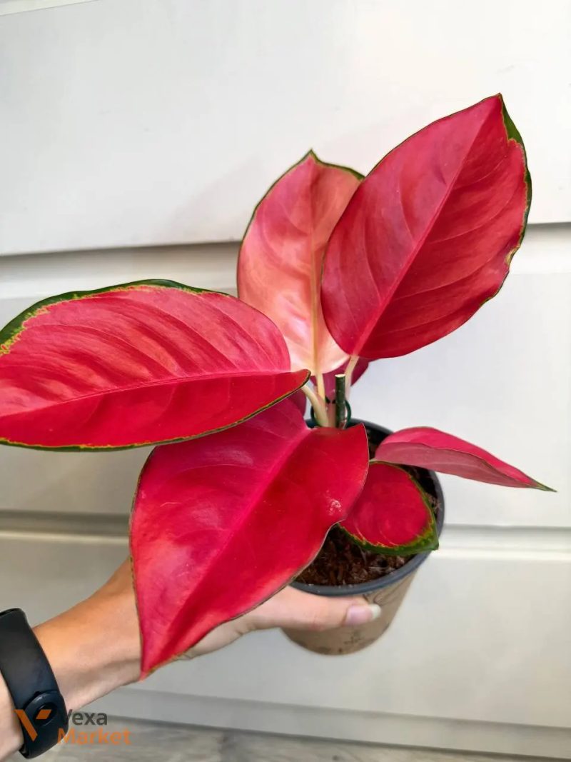 Aglaonema China Red — фото 2
