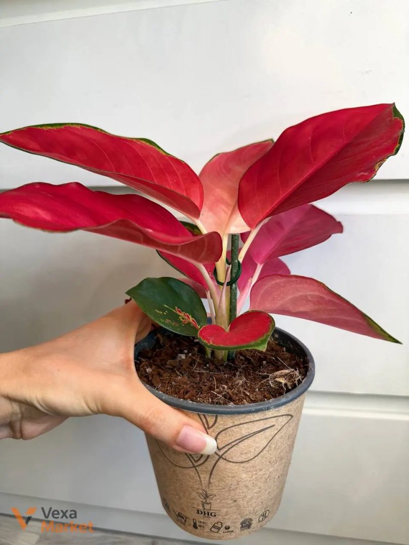 Aglaonema China Red — фото 3