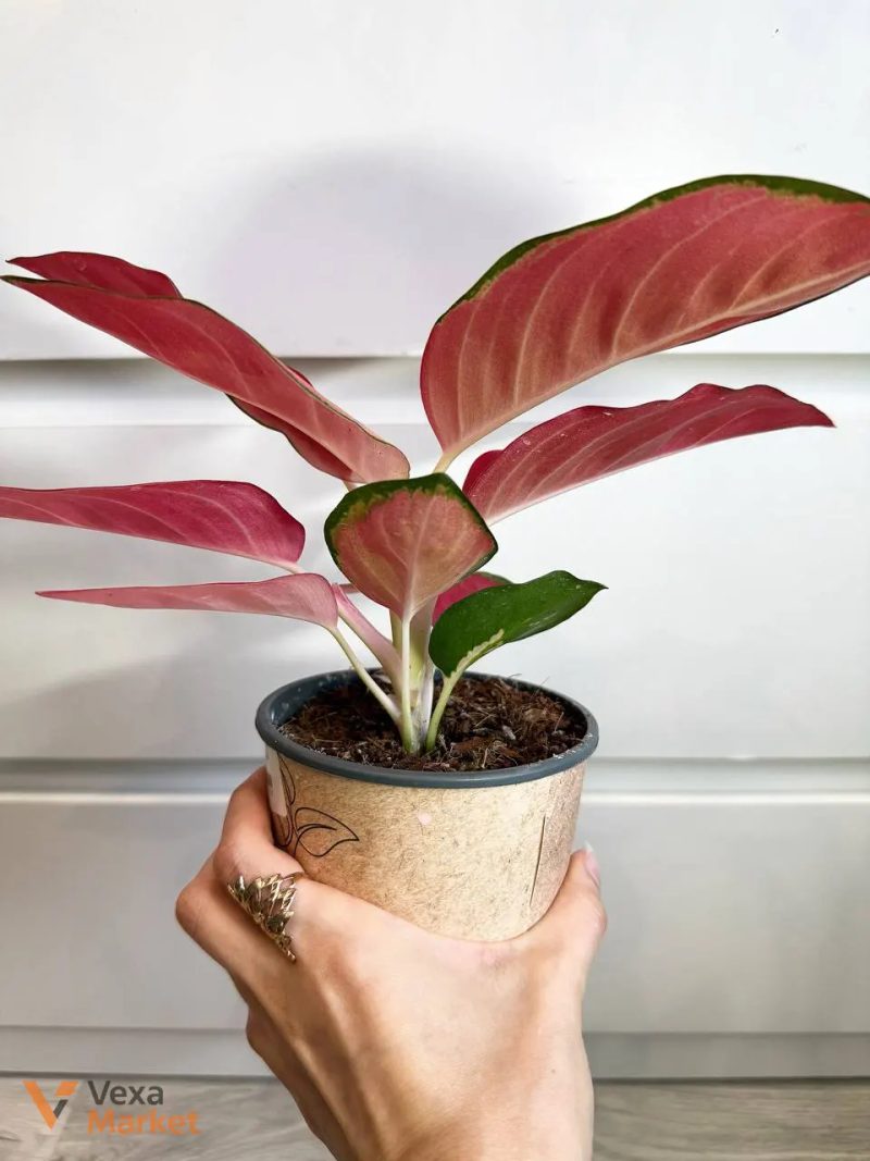 Aglaonema China Red — фото 4