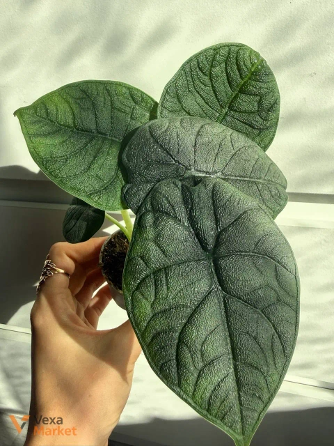 Alocasia Melo
