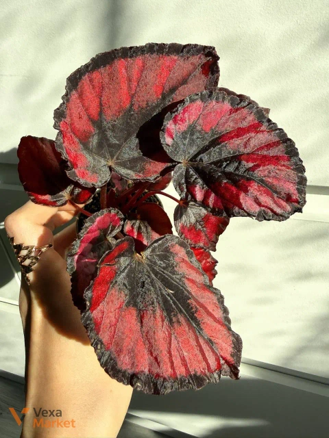 Begonia Rex Red Kiss в горшке 6