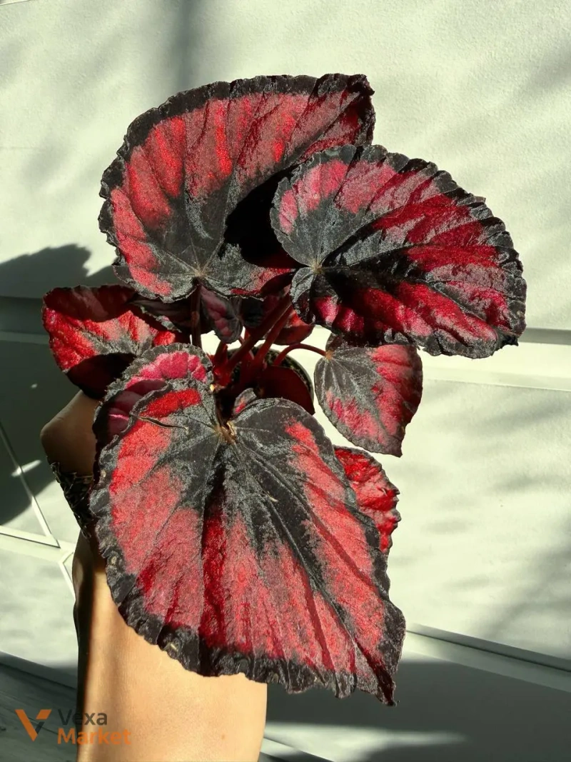 Begonia Rex Red Kiss в горшке 6 — фото 2