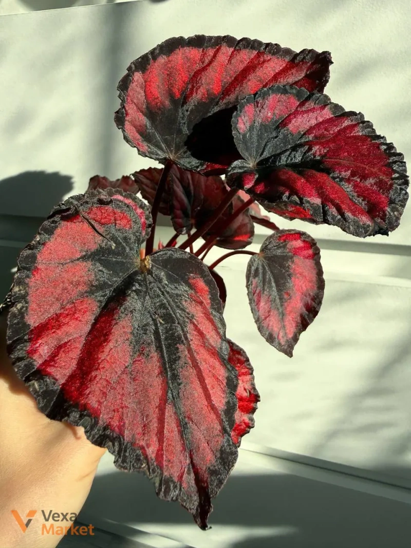 Begonia Rex Red Kiss в горшке 6 — фото 3