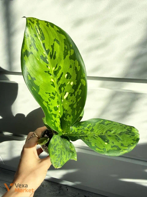 Dieffenbachia Crocodile