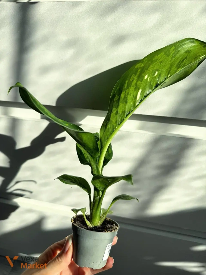 Dieffenbachia Crocodile — фото 2