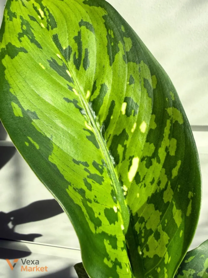 Dieffenbachia Crocodile — фото 3