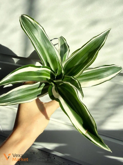 Dracaena White Jewel в горшке 6