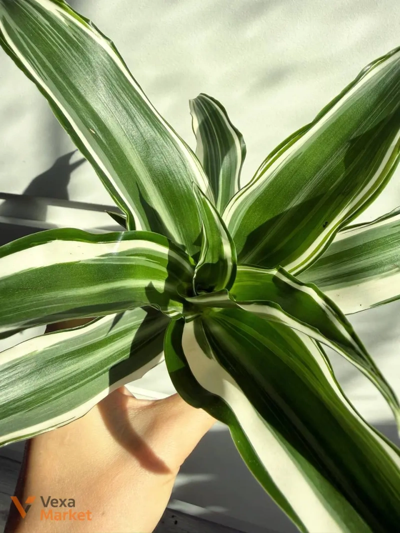 Dracaena White Jewel в горшке 6 — фото 2