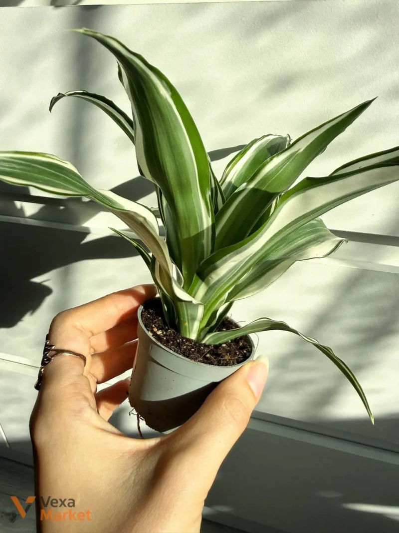 Dracaena White Jewel в горшке 6 — фото 3