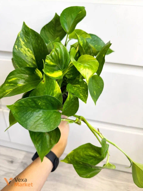 Epipremnum Aureum в горщике 12