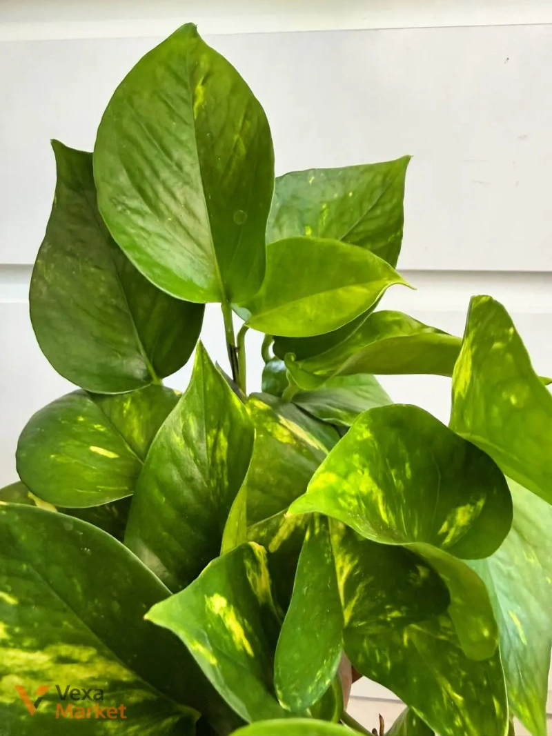 Epipremnum Aureum в горщике 12 — фото 2