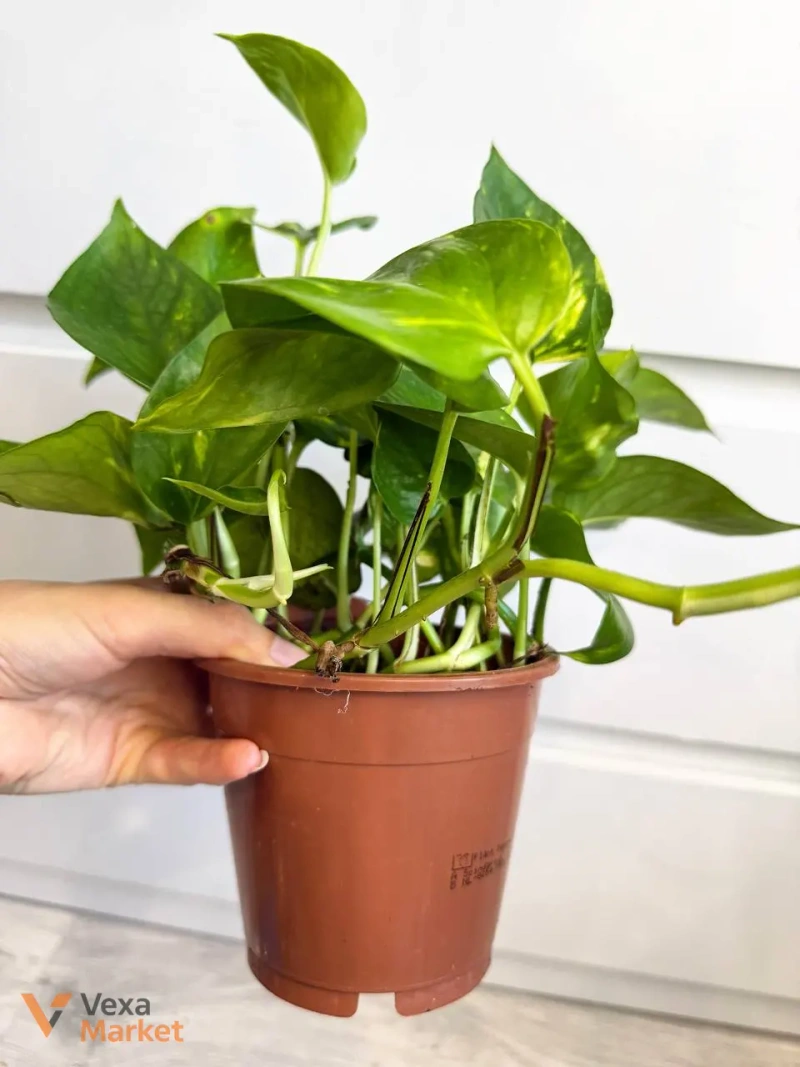 Epipremnum Aureum в горщике 12 — фото 3