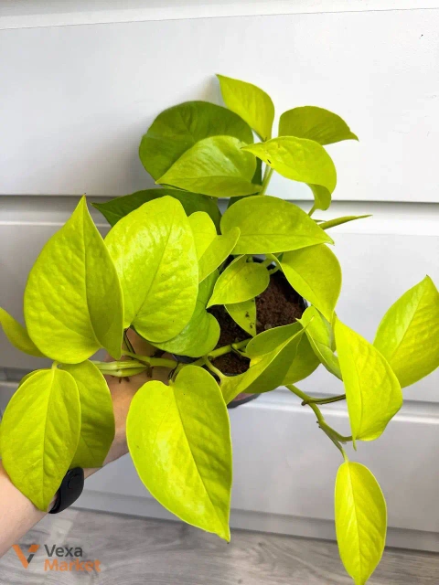Epipremnum Golden в горшке 12