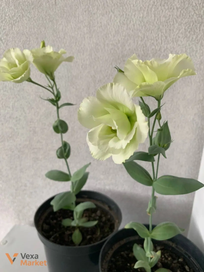 Еустома в горщику — фото 6