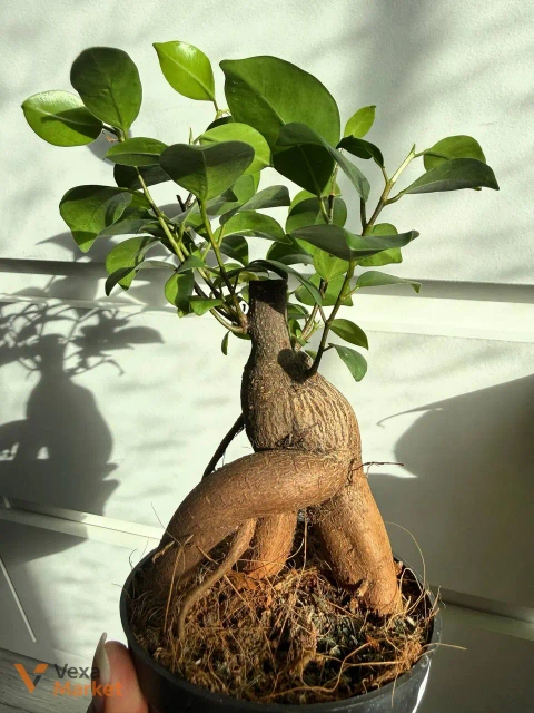 Ficus Microcarpa Ginseng в горшке 9